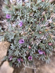 Astragalus kentrophyta tegetarius