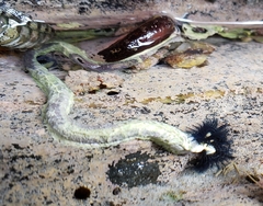 Spirobranchus cariniferus