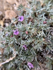 Astragalus kentrophyta tegetarius