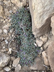 Astragalus kentrophyta tegetarius