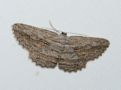 Scioglyptis loxographa