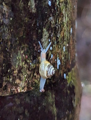 Coneuplecta