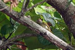 Campethera punctuligera