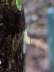 Coneuplecta