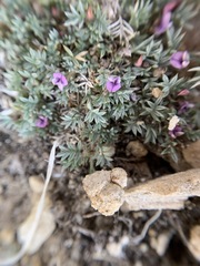 Astragalus kentrophyta tegetarius