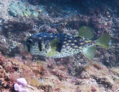 Dicotylichthys punctulatus