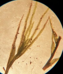 Fissidens fontanus