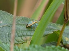 Antestiopsis cederwaldi