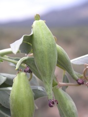 Asclepias eastwoodiana