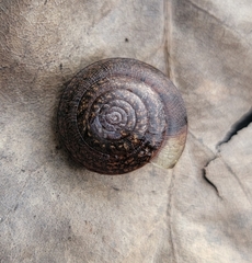 Helminthoglypta diabloensis