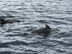 Delphinoidea