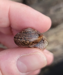 Helminthoglypta diabloensis