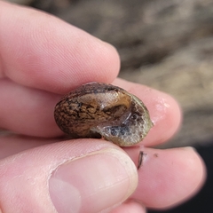 Helminthoglypta diabloensis