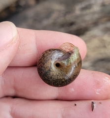 Helminthoglypta diabloensis