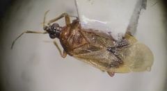 Lyctocoridae