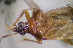 Lyctocoridae