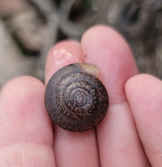 Helminthoglypta diabloensis