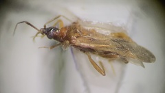 Lyctocoridae