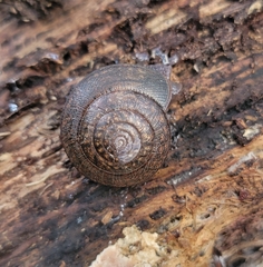 Helminthoglypta diabloensis