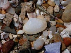 Mactrotoma antecedens