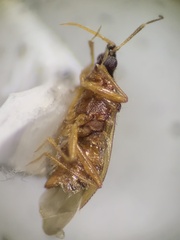 Lyctocoridae