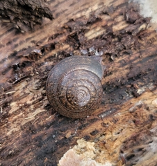 Helminthoglypta diabloensis