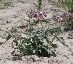 Asclepias eastwoodiana