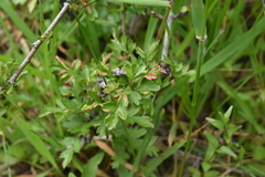 Phyllocoptes goniothorax