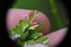 Phyllocoptes goniothorax