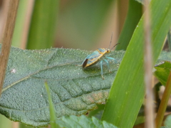 Antestiopsis cederwaldi