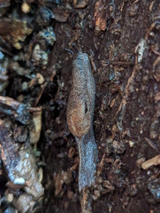 Parmacochlea balios