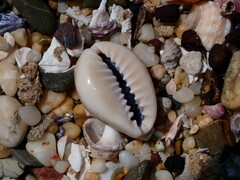 Monetaria annulus