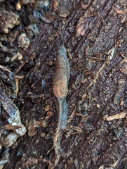 Parmacochlea balios
