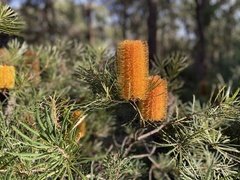 Banksia spinulosa