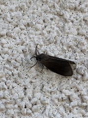 Cryptothelea gloverii