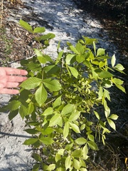 Carya floridana