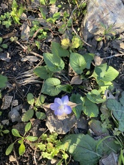 Viola missouriensis