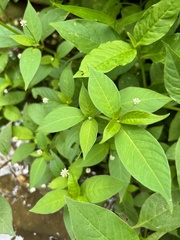 Alternanthera flavescens