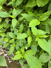 Alternanthera flavescens