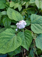 Clerodendrum chinense