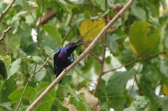 Cinnyris coccinigastrus