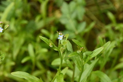Myosotis laxa
