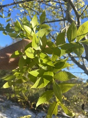 Carya floridana