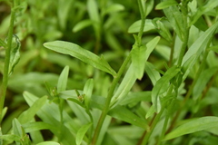 Myosotis laxa