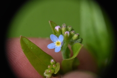 Myosotis laxa