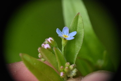 Myosotis laxa