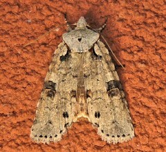 Lithophane querquera
