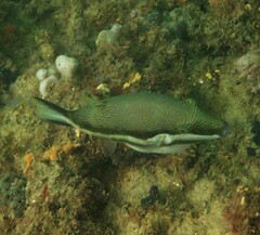 Canthigaster callisterna