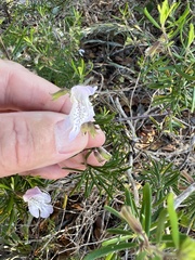 Conradina grandiflora