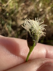 Fuirena scirpoidea